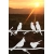 ROZ29 50x47 naklejka na okno wzory zwierzęce - ptaki